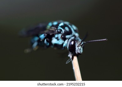 Thyreus Cuckoo Bee That Brings Happiness. Rare Ecological Picture That Supports The Whole Body With Only The Jaw And Grooms Itself. Close Up Macro Photography.