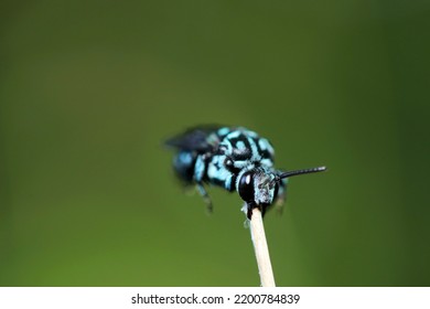 Thyreus Cuckoo Bee That Brings Happiness. Rare Ecological Picture That Supports The Whole Body With Only The Jaw And Grooms Itself. Close Up Macro Photography.