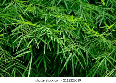 Thyrsostachys is a genus of Chinese and Indonesian bamboo in the grass family. Type Thyrsostachys oliveri Gamble - edible bamboo. Natural bamboo green leaves wallpaper background. Daun bambu kecil. 