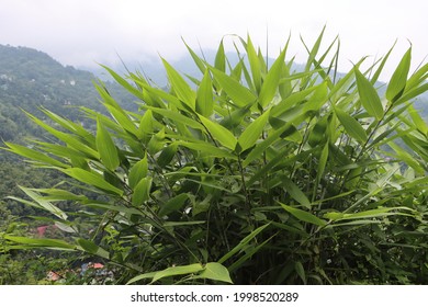 Thysanolaena Plant Or Tiger Or Broom Grass