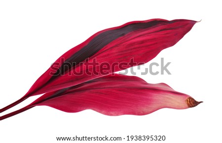 Ti plant or Cordyline fruticosa leaves, Colorful foliage, Exotic tropical leaf, isolated on white background with clipping path                              