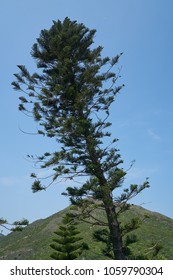 Tian Tan Buddha In Hong Kong - Big Tree