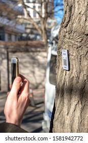 Tianjin / China - February 14, 2016: Smartphone Scanning QR Code On A Tree To Learn More About The Tree Specie