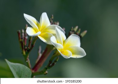 Tiare Flower In Nepal Specie Gardenia Taitensis