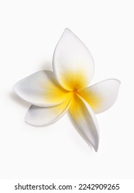 Tiare flower on white background. Close up of gardenia. Tahitian flower with white petals. Flora of French Polynesia. - Shutterstock ID 2242909265