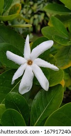 Tiare Tahiti, Gardenia Taitensis, Whit Flower