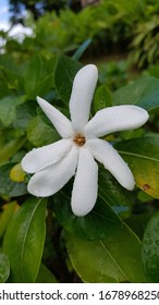 Tiare Tahiti, Gardenia Taitensis, White Flower