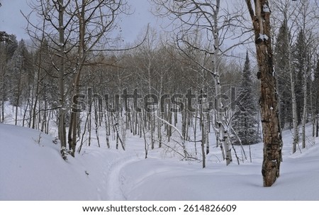 Tibble Fork Loop hiking winter storm snow views of trail Lone Peak Wilderness Uinta Wasatch Cache National Forest, Rocky Mountains, Utah. United States.