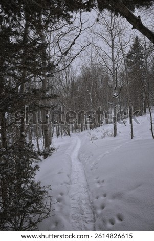 Tibble Fork Loop hiking winter storm snow views of trail Lone Peak Wilderness Uinta Wasatch Cache National Forest, Rocky Mountains, Utah. United States.