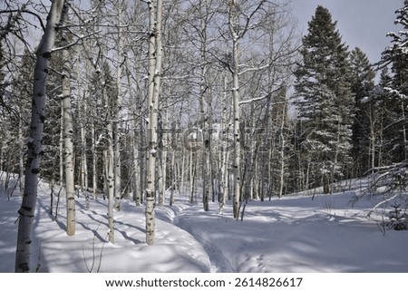 Tibble Fork Loop hiking winter storm snow views of trail Lone Peak Wilderness Uinta Wasatch Cache National Forest, Rocky Mountains, Utah. United States.