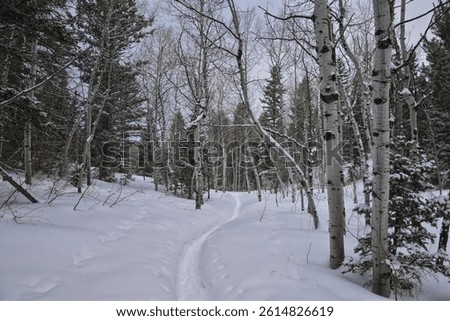 Tibble Fork Loop hiking winter storm snow views of trail Lone Peak Wilderness Uinta Wasatch Cache National Forest, Rocky Mountains, Utah. United States.