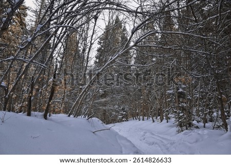 Tibble Fork Loop hiking winter storm snow views of trail Lone Peak Wilderness Uinta Wasatch Cache National Forest, Rocky Mountains, Utah. United States.