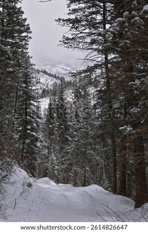Tibble Fork Loop hiking winter storm snow views of trail Lone Peak Wilderness Uinta Wasatch Cache National Forest, Rocky Mountains, Utah. United States.