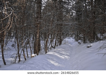 Tibble Fork Loop hiking winter storm snow views of trail Lone Peak Wilderness Uinta Wasatch Cache National Forest, Rocky Mountains, Utah. United States.