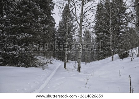 Tibble Fork Loop hiking winter storm snow views of trail Lone Peak Wilderness Uinta Wasatch Cache National Forest, Rocky Mountains, Utah. United States.