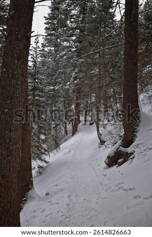 Tibble Fork Loop hiking winter storm snow views of trail Lone Peak Wilderness Uinta Wasatch Cache National Forest, Rocky Mountains, Utah. United States.