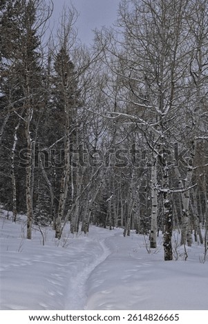 Tibble Fork Loop hiking winter storm snow views of trail Lone Peak Wilderness Uinta Wasatch Cache National Forest, Rocky Mountains, Utah. United States.
