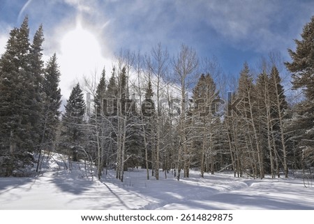 Tibble Fork Loop winter storm snow views from hiking trail Lone Peak Wilderness Uinta Wasatch Cache National Forest, Rocky Mountains, Utah. United States.