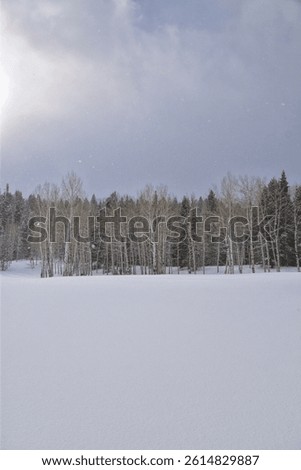 Tibble Fork Loop winter storm snow views from hiking trail Lone Peak Wilderness Uinta Wasatch Cache National Forest, Rocky Mountains, Utah. United States.