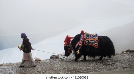 Tibet, Kamba La Pass, August 2010 - Tibetan Woman In National Clothes With Her Yak On The Mountains On A Foggy Day