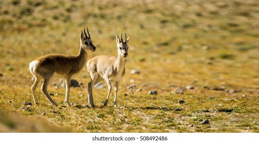 Tibetan Antelope