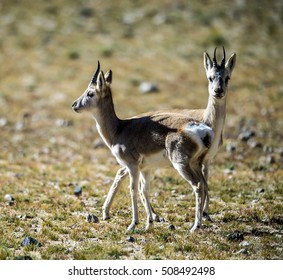 Tibetan Antelope