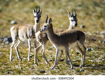 Tibetan Antelope