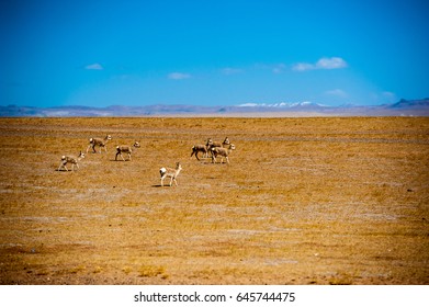 Tibetan Antelope