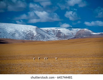 Tibetan Antelope