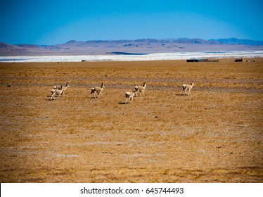 Tibetan Antelope