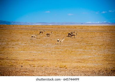 Tibetan Antelope