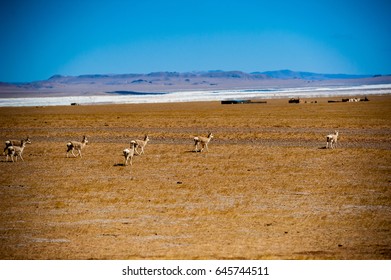 Tibetan Antelope