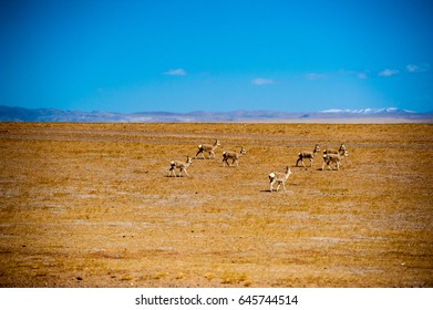 Tibetan Antelope