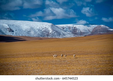 Tibetan Antelope