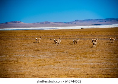 Tibetan Antelope