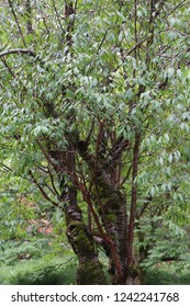 A Tibetan Cherry Tree Growing  