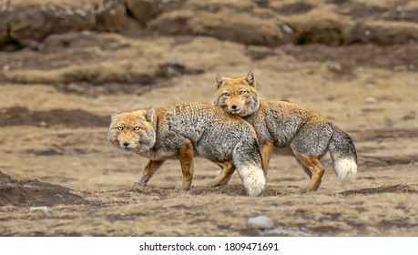 Tibetan fox in China's Tibet Plateau