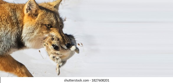 Tibetan fox inhabiting the plateau