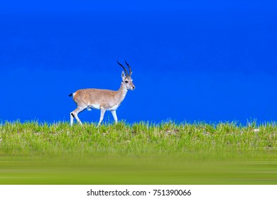 Tibetan Gazelle