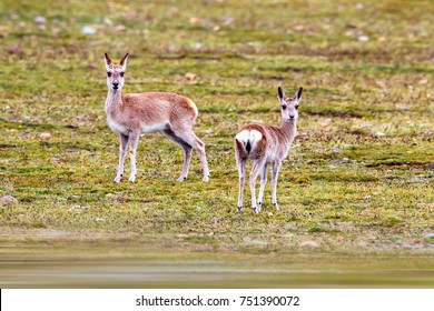 Tibetan Gazelle