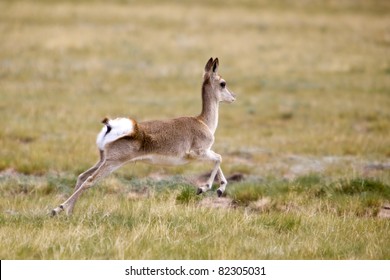 The Tibetan Gazelle Running In The Summer Of China