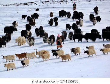 Tibetan Herder With Yak And Sheep Herd