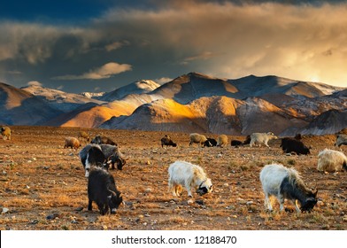 Tibetan landscape with grazing sheep and goats