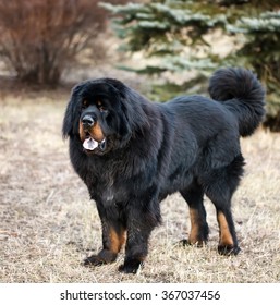 891 Tibetan mastiff red Images, Stock Photos & Vectors | Shutterstock