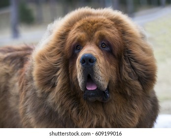 Tibetan Mastiff
