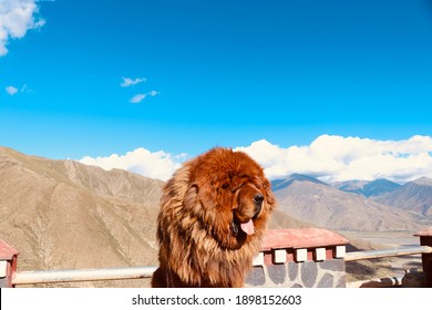 Tibet Mastiff Bilder Stockfotos Und Vektorgrafiken Shutterstock