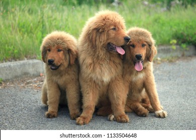 Tibetan Mastiff Dog Puppy