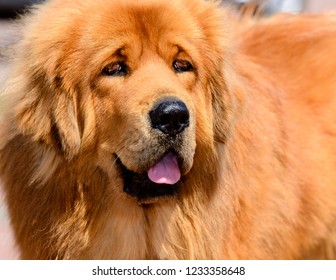 giant red tibetan mastiff