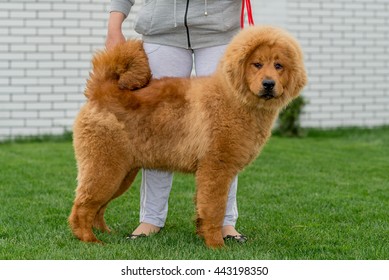 The Tibetan Mastiff. Puppy.