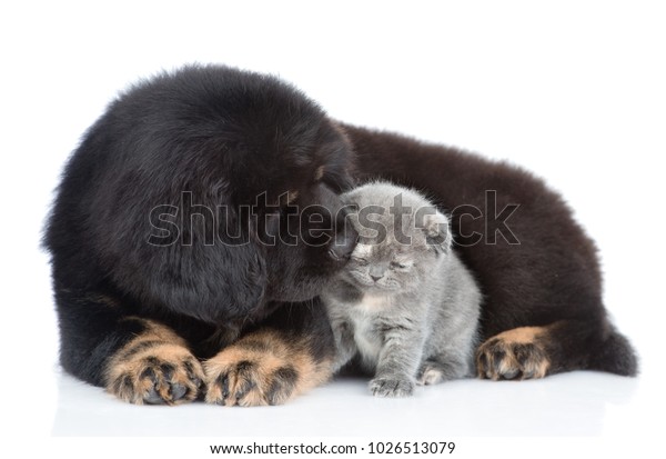 Tibetan Mastiff Puppy Sniffing Tiny Kitten Stock Photo Edit Now